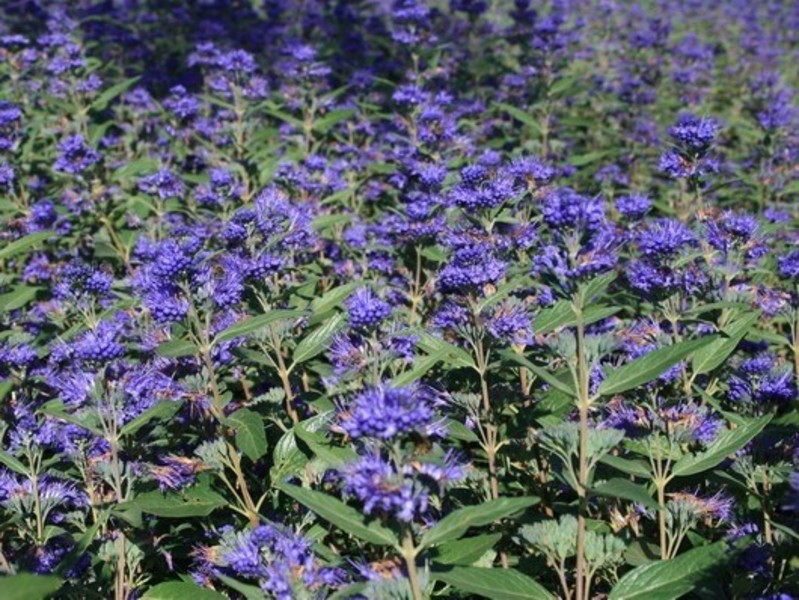 CARYOPTERIS CLAND. HEAV. BLUE