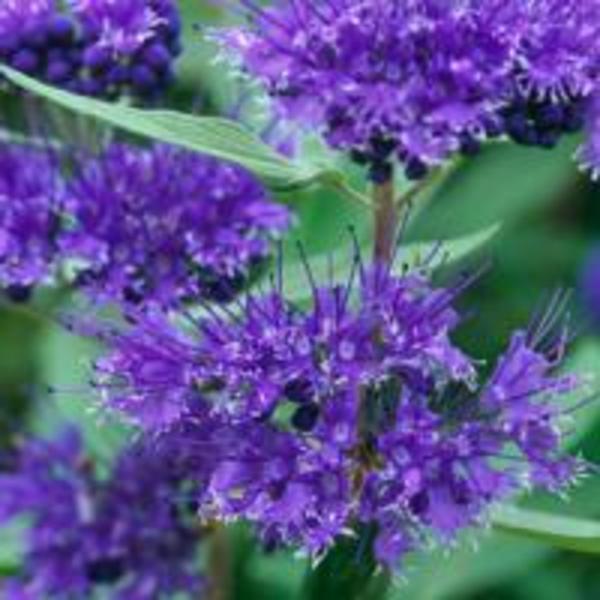 CARYOPTERIS CLAND. HEAV. BLUE