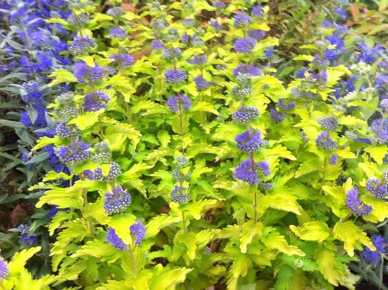 CARYOPTERIS CLAND. HINT OF GOL