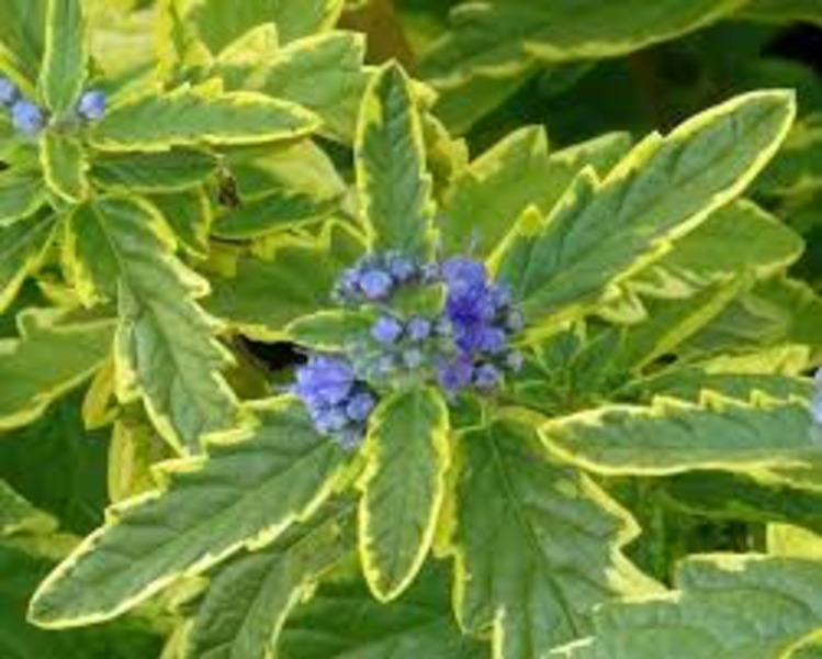 CARYOPTERIS CLAND. SUMMER SOR.