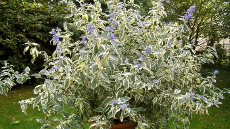 CARYOPTERIS CLAND. WHITE SURPR
