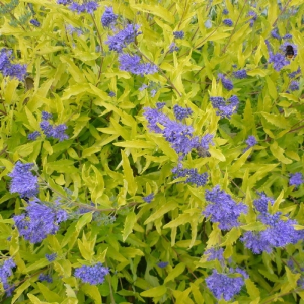 CARYOPTERIS CLAND. WORCHESTER