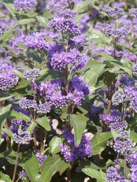 CARYOPTERIS CLAND. GRAND BLEU