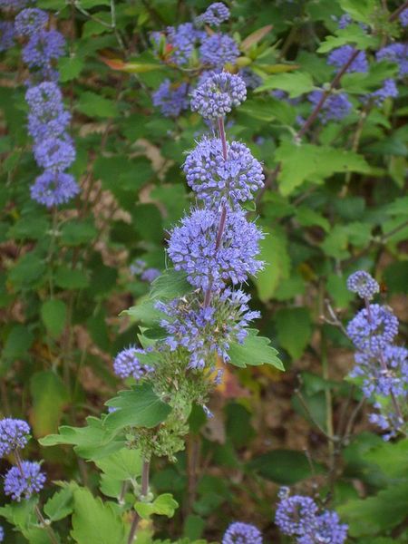 CARYOPTERIS INCANA