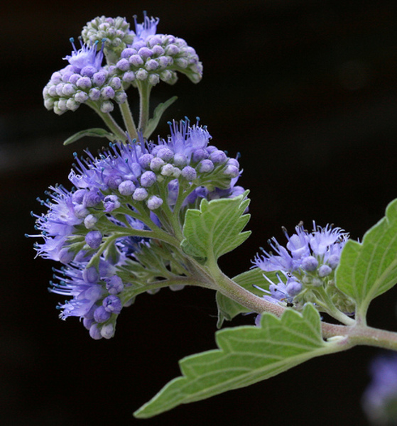CARYOPTERIS INCANA