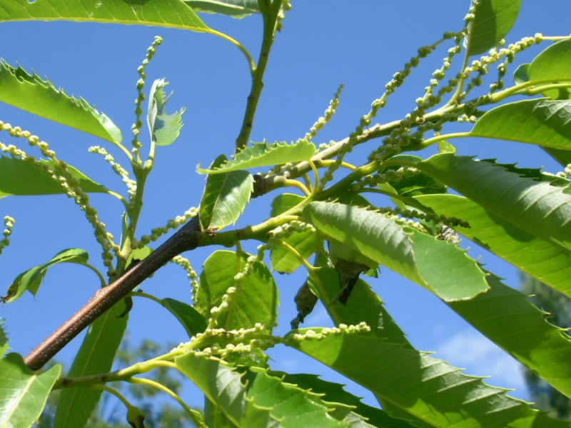 CASTANEA SAT. BOUCHE DE BETIZA