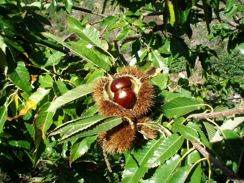 CASTANEA SATIVA fajták