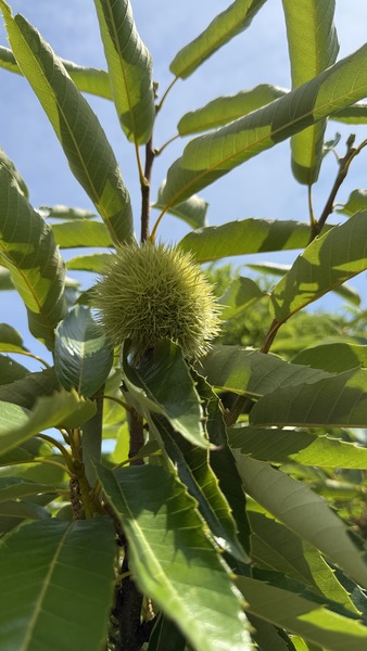 CASTANEA SATIVA MARRADI