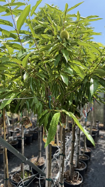 CASTANEA SATIVA MARRADI
