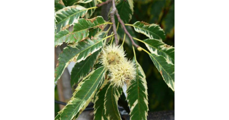 CASTANEA SATIVA VARIEGATA