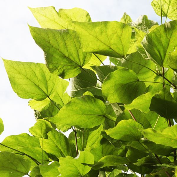 CATALPA BIGNONIOIDES NANA