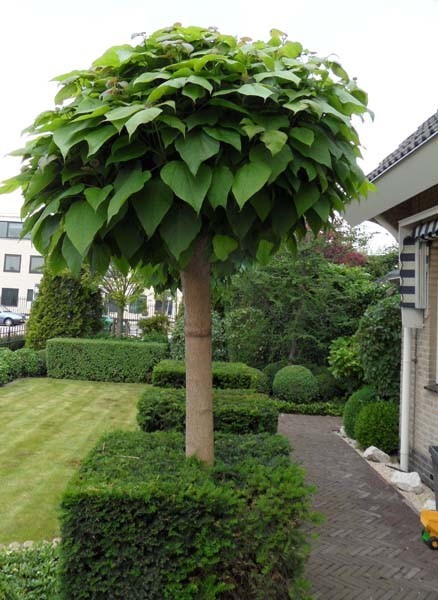 CATALPA BIGNONIOIDES