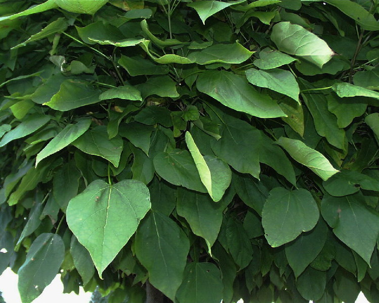 CATALPA BIGNONIOIDES NANA