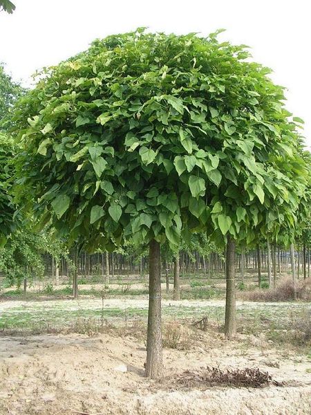 CATALPA BIGNONIOIDES NANA