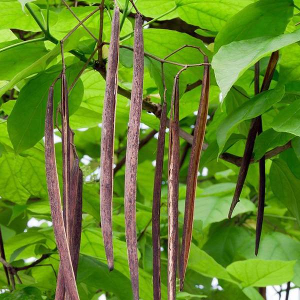 CATALPA BIGNONIOIDES NANA