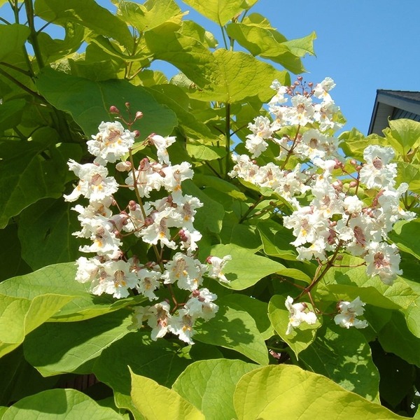 CATALPA BIGNONIOIDES NANA