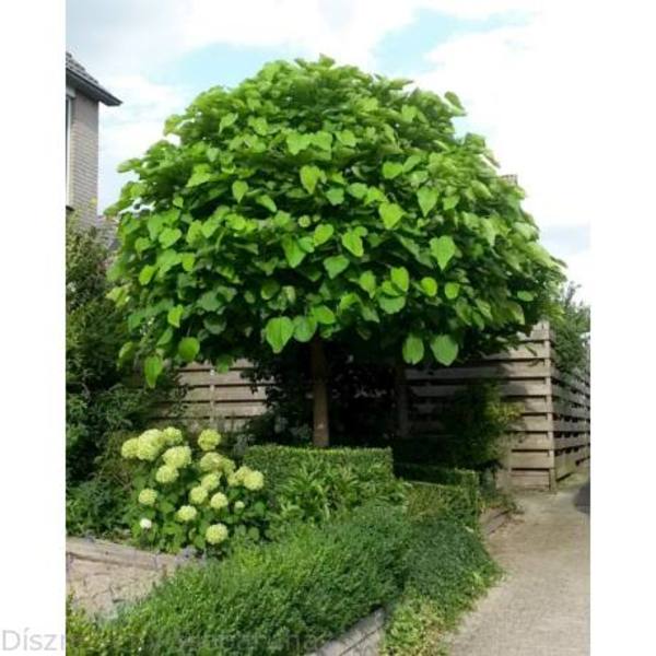 CATALPA BIGNONIOIDES NANA