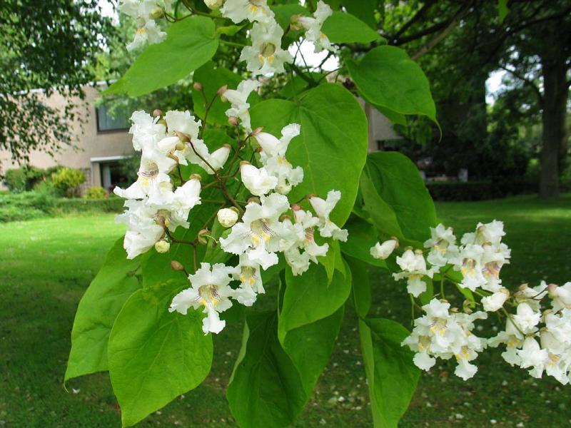 CATALPA BIGNONIOIDES NANA