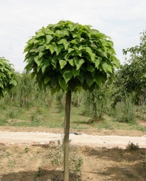 CATALPA BIGNONIOIDES NANA