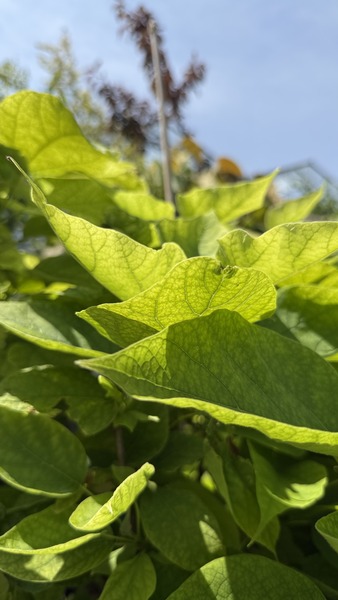 CATALPA BIGNONIOIDES NANA