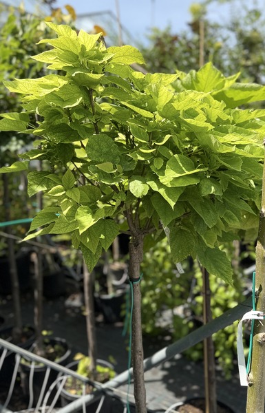 CATALPA BIGNONIOIDES NANA