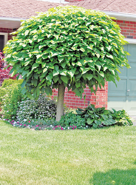 CATALPA BIGNONIOIDES