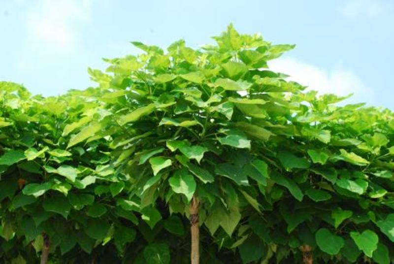 CATALPA BIGNONIOIDES