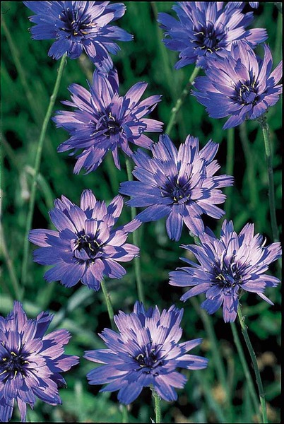 CAMPANULA CARPATICA