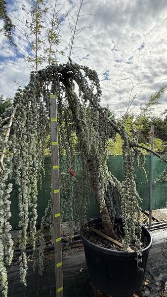 CEDRUS ATLANT. GLAUCA PENDULA