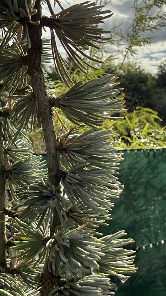 CEDRUS ATLANT. GLAUCA PENDULA