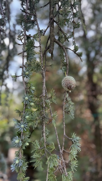 CEDRUS ATLANT. GLAUCA PENDULA