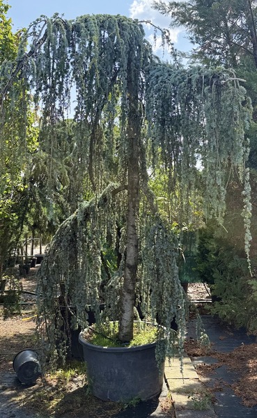 CEDRUS ATLANT. GLAUCA PENDULA