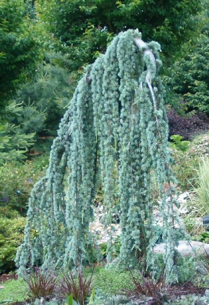 CEDRUS ATLANT. GLAUCA PENDULA