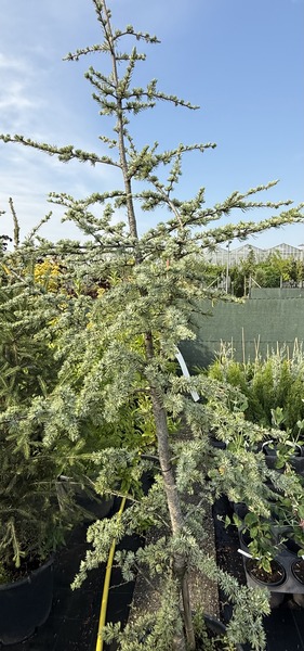 CEDRUS ATLANTICA GLAUCA