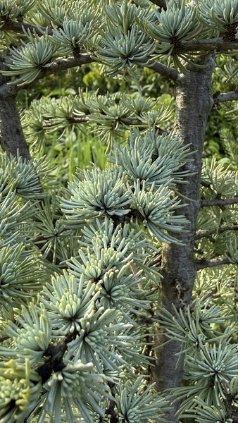 CEDRUS ATLANTICA GLAUCA