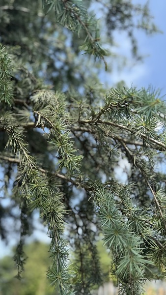CEDRUS  ATLANTICA GLAUCA
