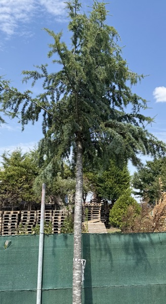 CEDRUS  ATLANTICA GLAUCA