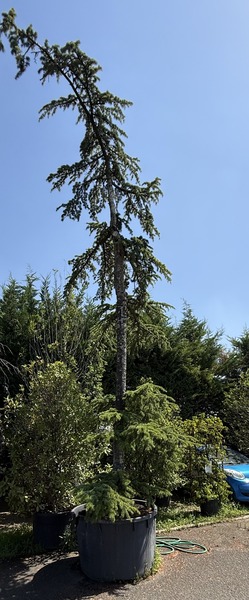CEDRUS DEODARA