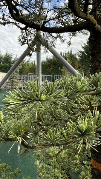 CEDRUS DEODARA