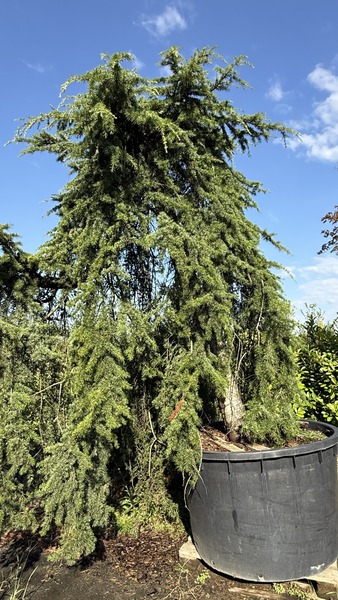 CEDRUS DEODARA PENDULA