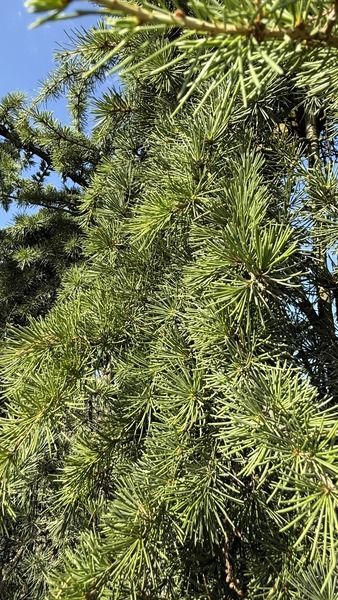 CEDRUS DEODARA PENDULA