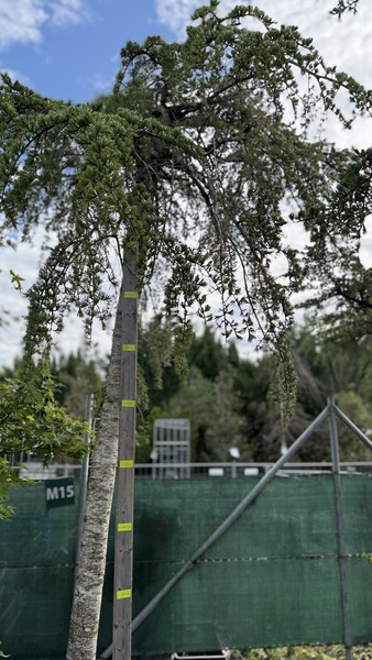 CEDRUS DEODARA PENDULA