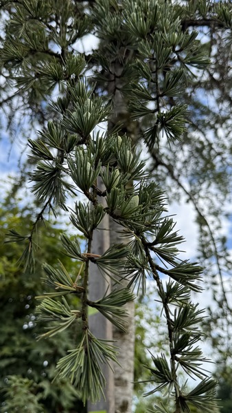 CEDRUS DEODARA PENDULA