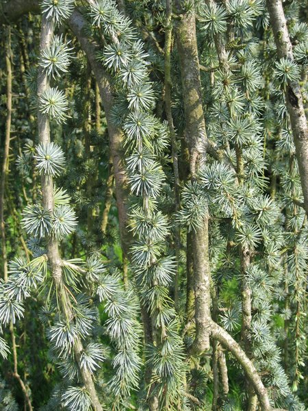 CEDRUS LIBANI GLAUCA