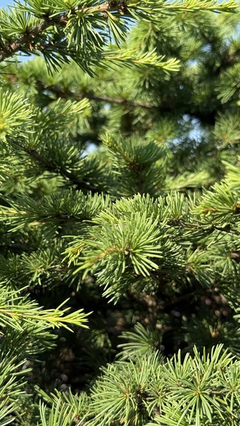 CEDRUS LIBANI