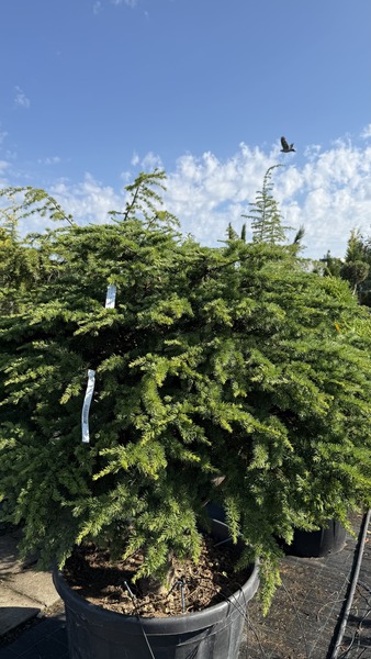 CEDRUS LIBANI