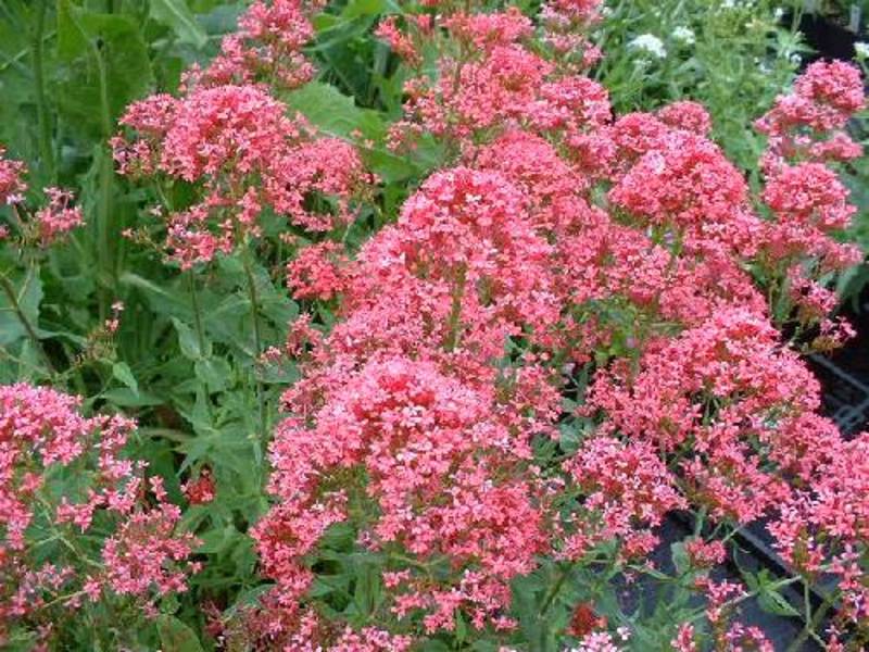 CENTRANTHUS RUBER COCCINEUS