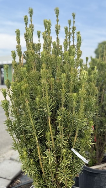 CEPHALOTAXUS HARR. FASTIGIATA