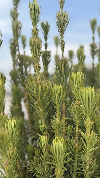 CEPHALOTAXUS HARR. FASTIGIATA
