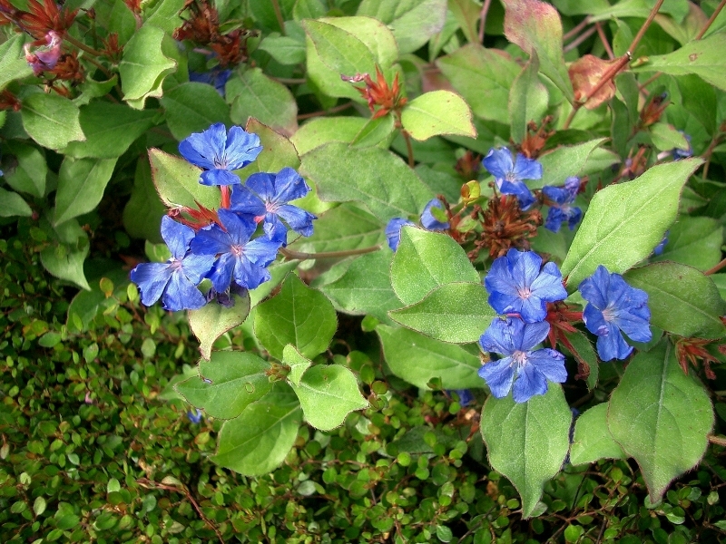 CERATOSTIGMA PLUMBAGINOIDES